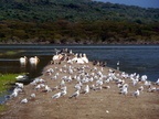 P1020595-birdlake