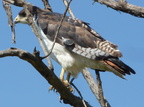P1020649-hawk